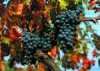 uva barbera