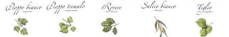 foglie alberi tartufo bianco Canelli