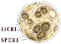 Tartufo Glossario