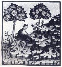 Tartufaio nel Tacuinum sanitatis