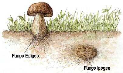 Tartufo e Fungo
