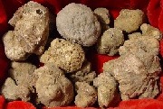 Canelli Tartufo bianco pregiato 1