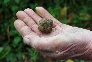 Canelli Tartufo bianco pregiato 1