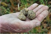 Canelli Tartufo bianco pregiato 1