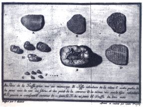 Truffes du Pièmont - De Borch 1780