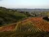vigneti autunnali