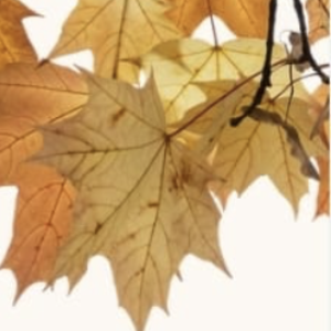 Laboratorio - I colori dell'autunno (fascia 0-3 anni)